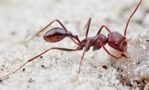Ocymyrmex dekerus