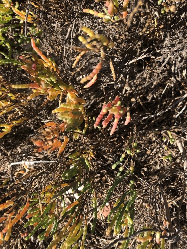iNaturalist observation photo of pickleweeds