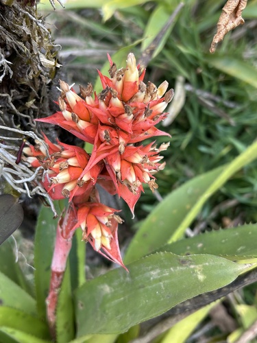 Aechmea orlandiana · iNaturalist