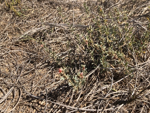 iNaturalist observation photo of Saltbushes
