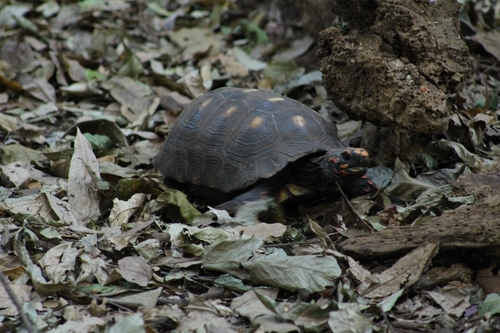 Red-footed Tortoise