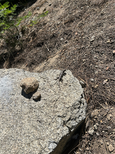 iNaturalist observation photo of Common Sagebrush Lizard