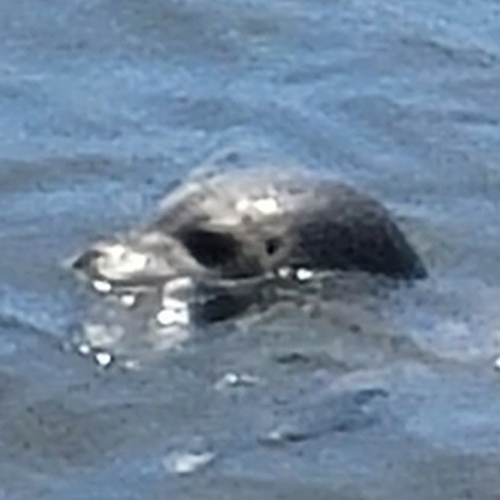 iNaturalist observation photo of Pacific Harbor Seal