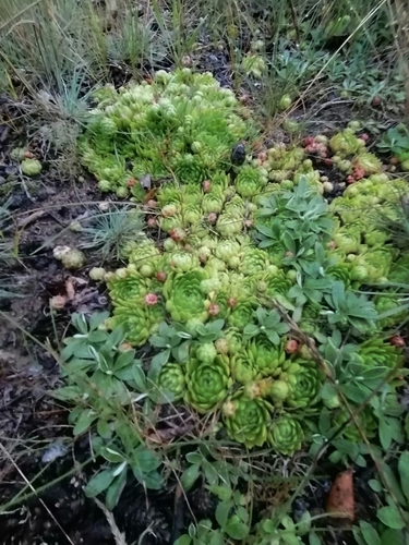 Rolling Hen-and-chicks
