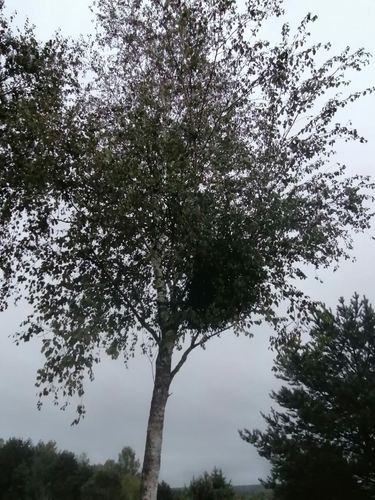 European Mistletoe