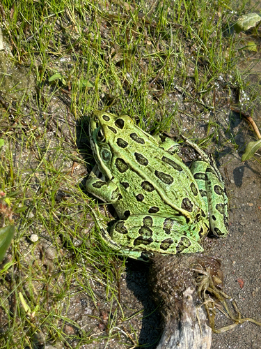 Northern Leopard Frog