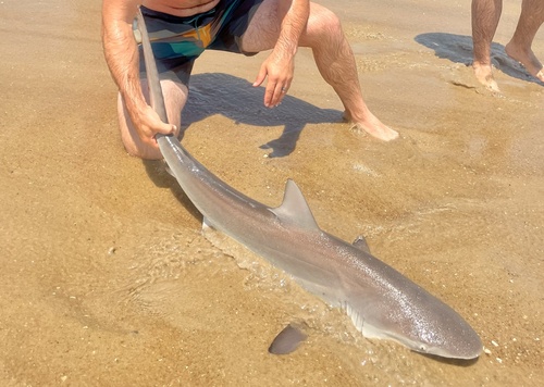 Carcharhinus obscurus