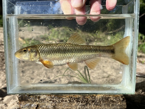 Redspot Chub
