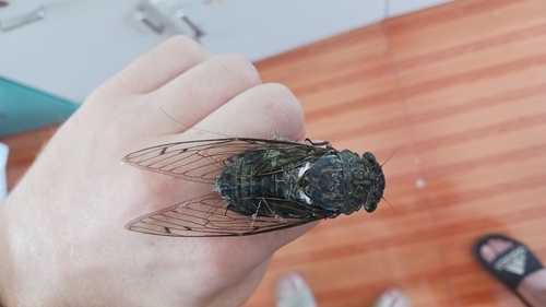 Platylomia strongata