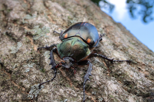 Cheirotonus jansoni
