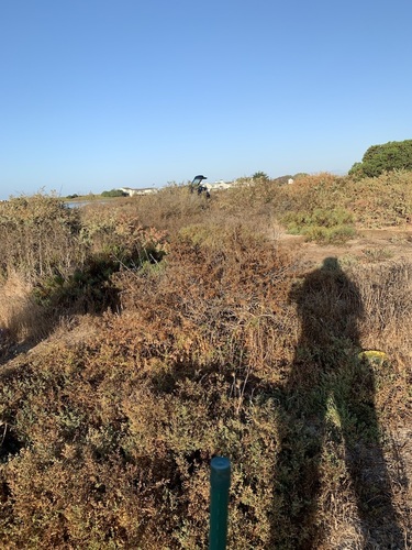 iNaturalist observation photo of Plants