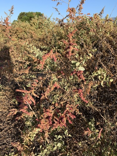 iNaturalist observation photo of big saltbush