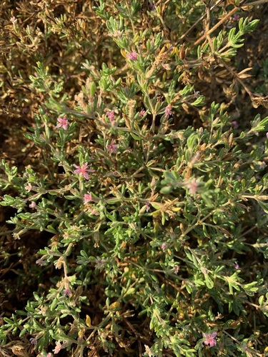 iNaturalist observation photo of Alkali Heath