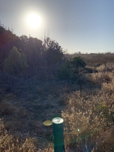 iNaturalist observation photo of rabbitfoot grass