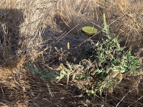 iNaturalist observation photo of western ragweed