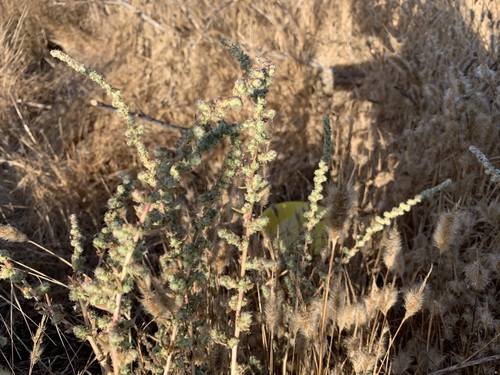 iNaturalist observation photo of Fivehorn smotherweed