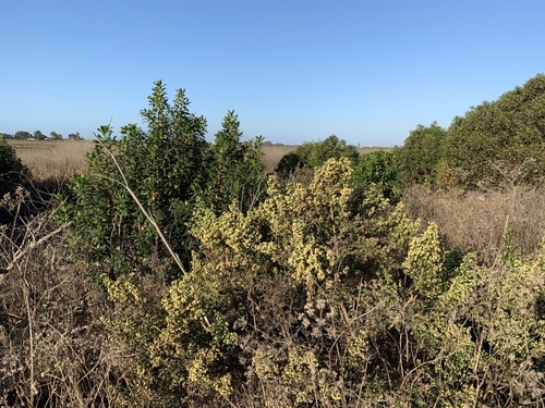 iNaturalist observation photo of coyote brush