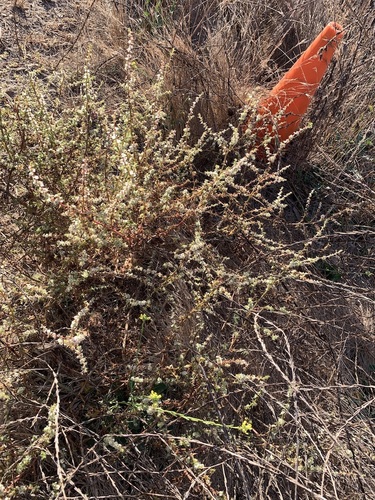 iNaturalist observation photo of Russian Thistles