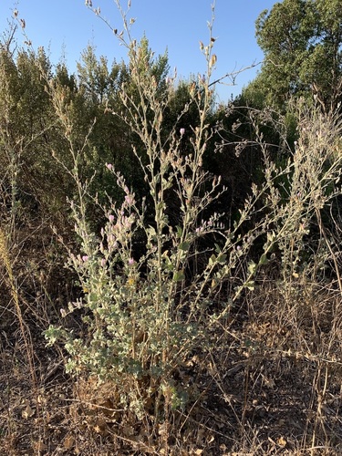 iNaturalist observation photo of Ojai bushmallow