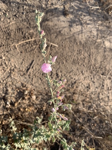 iNaturalist observation photo of Ojai bushmallow
