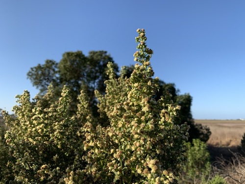 iNaturalist observation photo of coyote brush