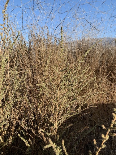 iNaturalist observation photo of Fivehorn smotherweed