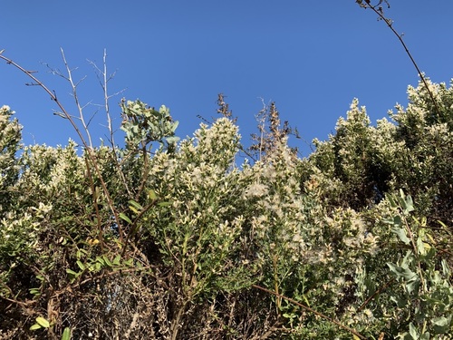 iNaturalist observation photo of coyote brush