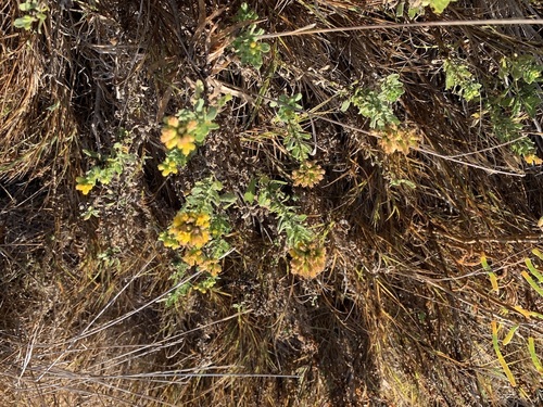 iNaturalist observation photo of Coastal Goldenbush