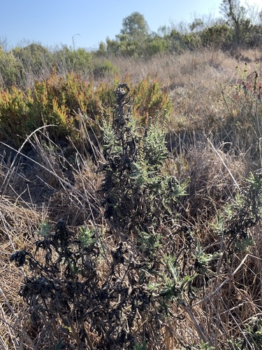 iNaturalist observation photo of western ragweed