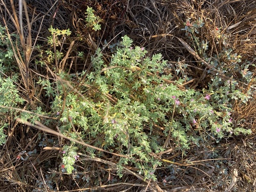 iNaturalist observation photo of Alkali Heath