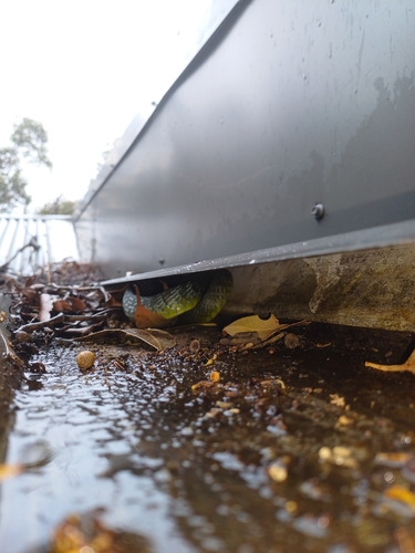 Common Tree Snake sighting