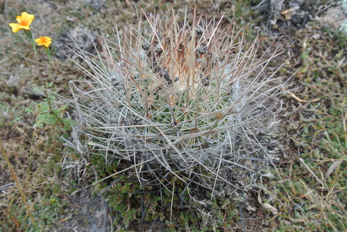 Echinofossulocactus ochoterenanus