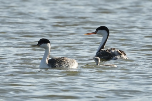 iNaturalist observation photo of Western Grebe