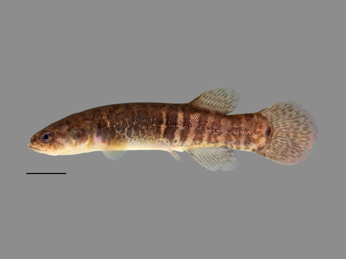 Alaska Blackfish