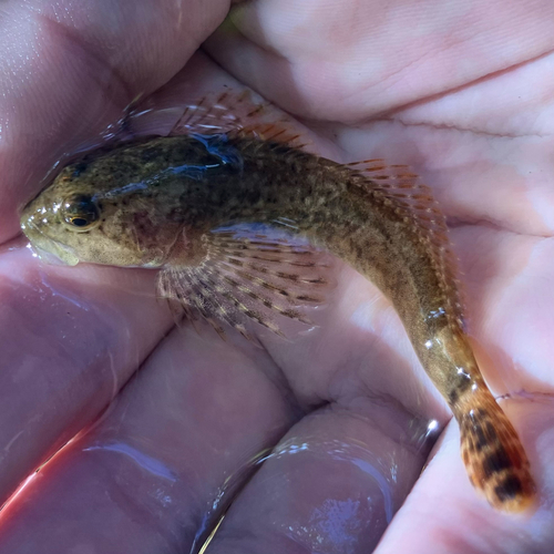 Cedar Sculpin