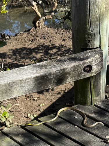 Common Tree Snake sighting
