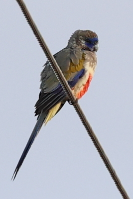 Greater Bluebonnet