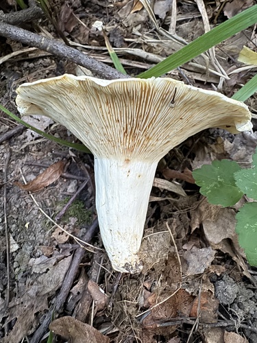 Наблюдение на iNaturalist