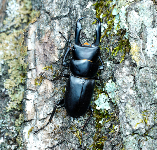 Dorcus lvbu