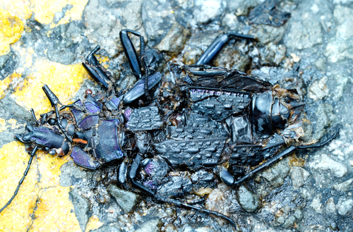 Carabus lafossei