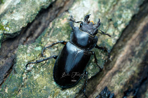 Dybowski's Stag Beetle
