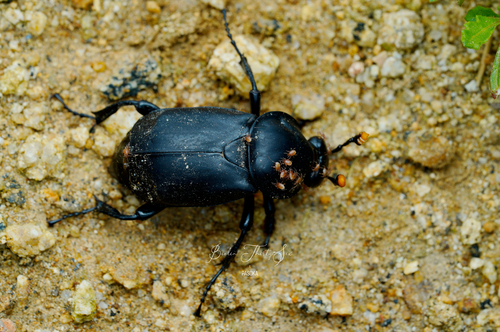 Nicrophorus concolor
