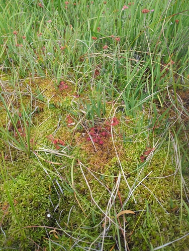 round-leaved sundew