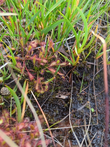 Great Sundew