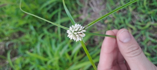 soft sedge