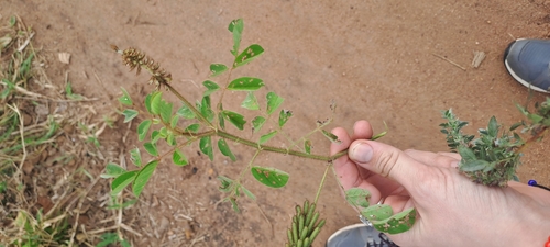hairy indigo