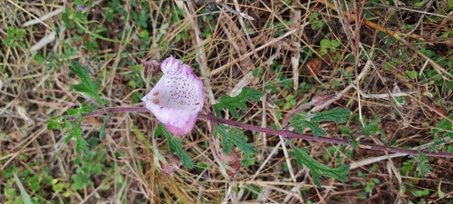 Savanna Devilthorn
