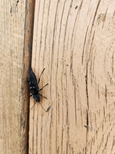 House Longhorn