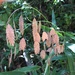 Chasmanthium latifolium - Photo (c) ixi the beericorn, כל הזכויות שמורות, uploaded by ixi the beericorn