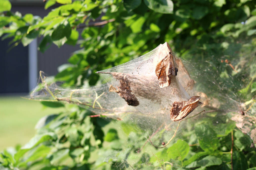 Fall Webworm Moth from 17 Walnut Drive on July 30, 2025 at 11:33 AM by ...